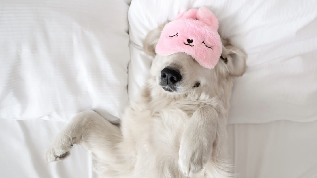 Warum so viele Haustiere mit im Bett schlafen – und was Experten dazu sagen